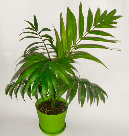 Особенности выращивания и ухода за растением пальма арека в домашних условиях